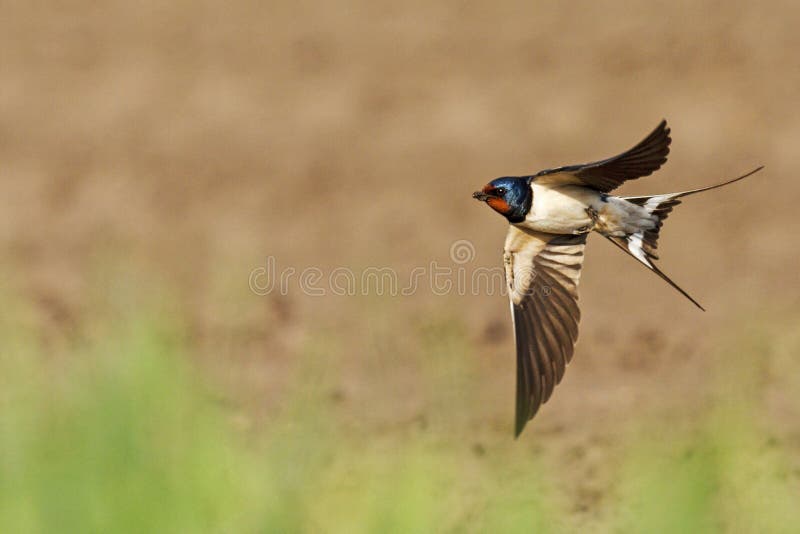 Barn swallow flies its wings open, first spring bird. Barn swallow flies its wings open, first spring bird